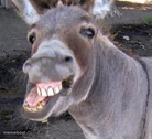 Donkey