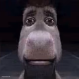 donkey stare