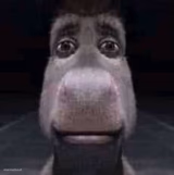 Donkey staring