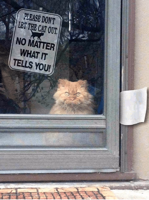 DONT LET THE CAT OUT - meme generator image preview
