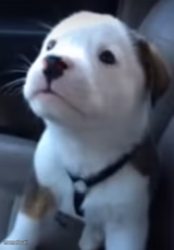 doogy