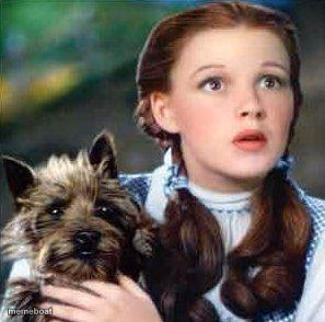 dorothy - meme generator image preview