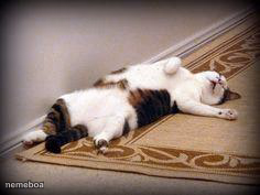 Dramatic kitty - meme generator image preview
