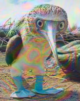 Drugged Booby