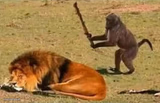 Drunk Monkey