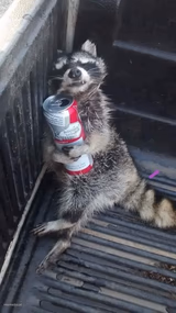 Drunk raccoon