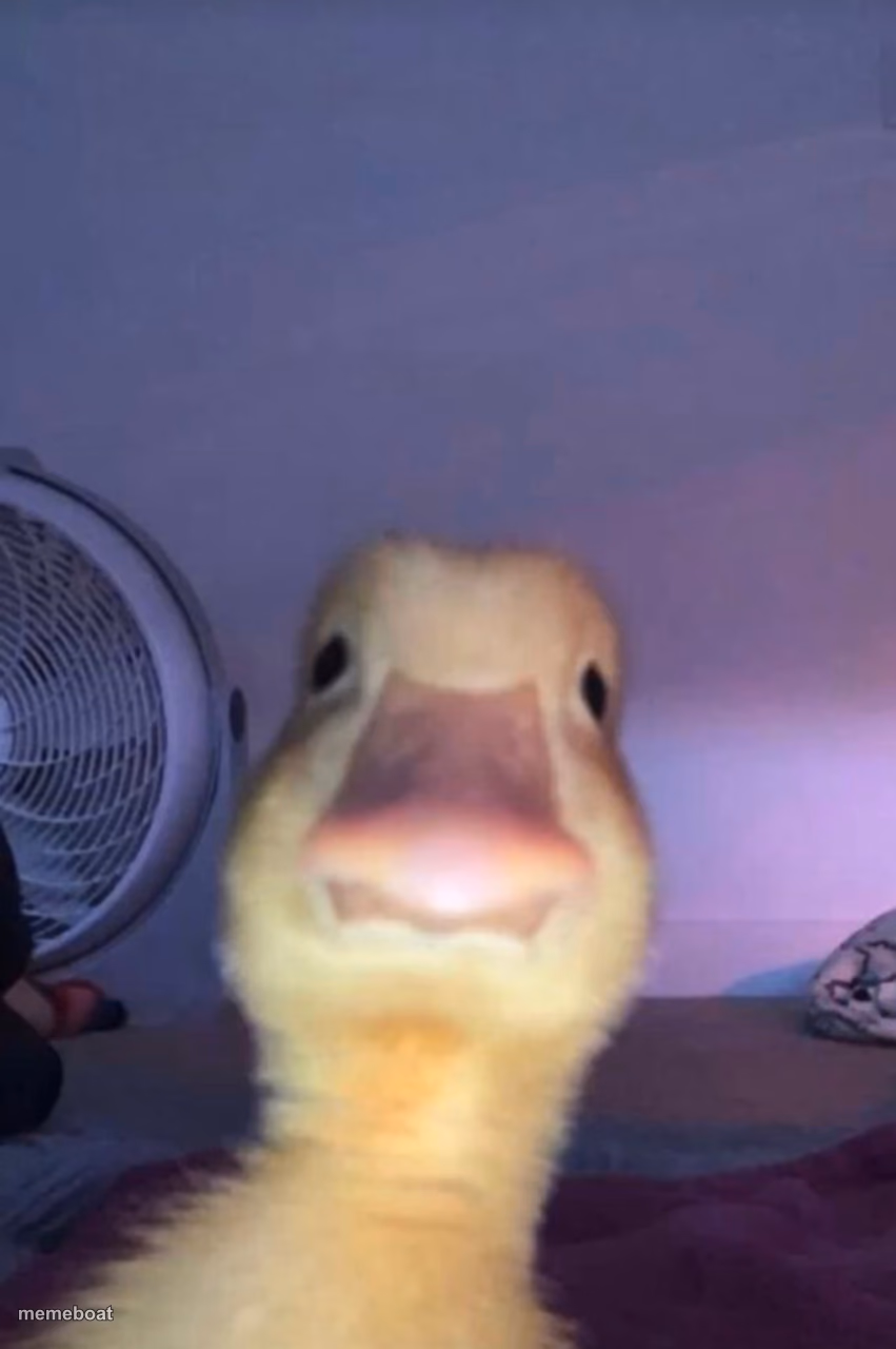 Duck - meme generator image preview