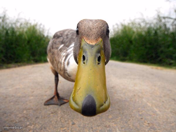 Duck - meme generator image preview