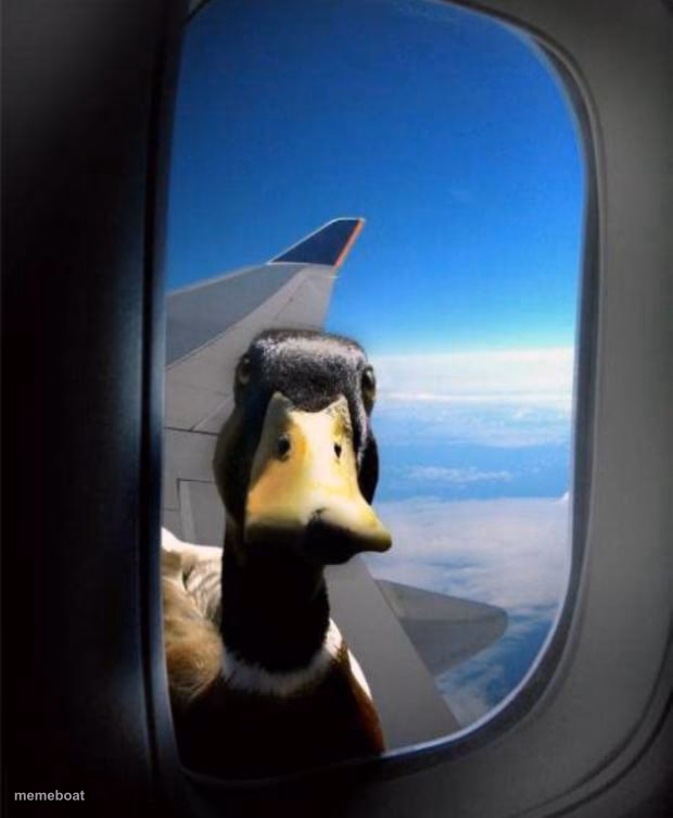 Duck on plane wing - meme generator image preview