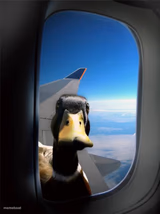Duck Plane Window