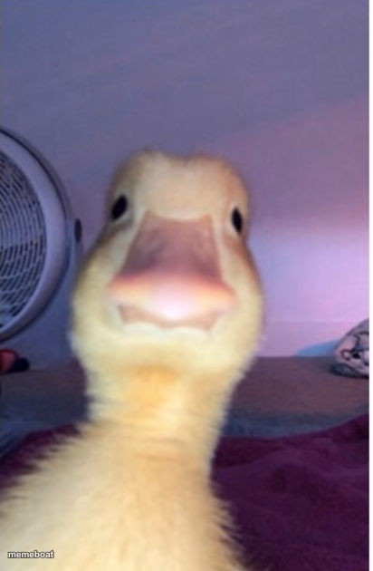 Ducker - meme generator image preview