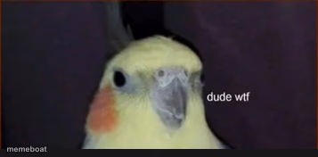 dude wtf cockatiel - meme generator image preview