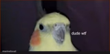 dude wtf cockatiel