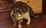 Dumb cat brain loading