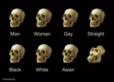 Dumb Skull Meme