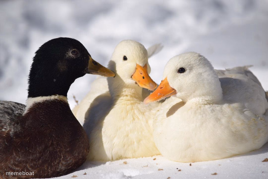 Dunkin Ducks - meme generator image preview