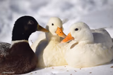 Dunkin Ducks