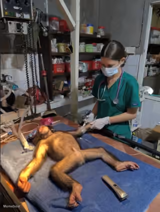 Dying Orangutan