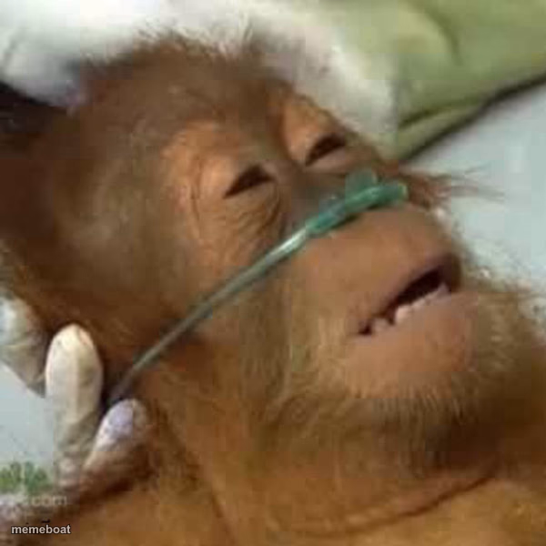 Dying orangutan - meme generator image preview
