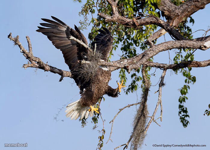 Eagle - meme generator image preview
