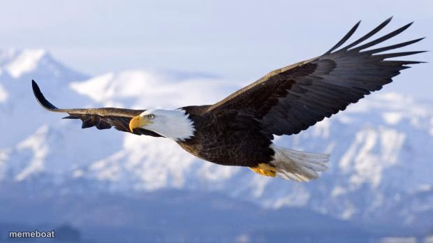 eagle - meme generator image preview