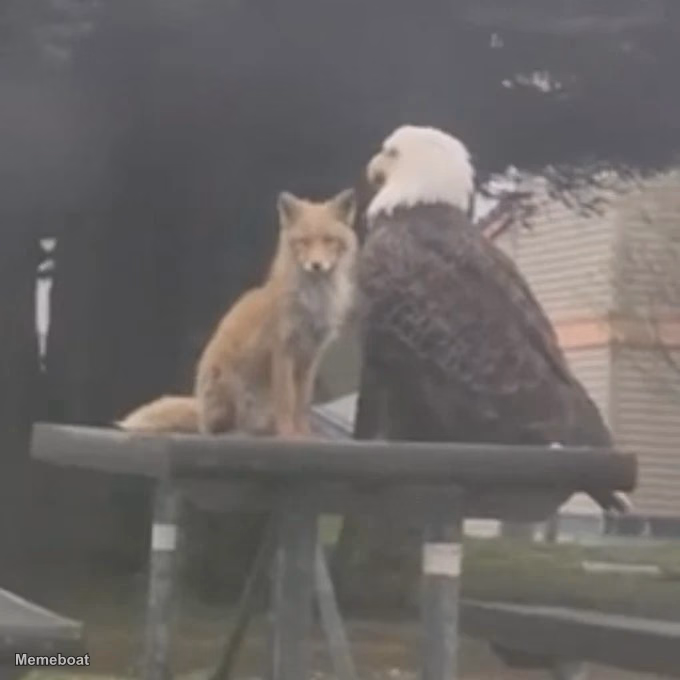Eagle and Fox Chilling Together in Dutch Harbor - meme generator image preview