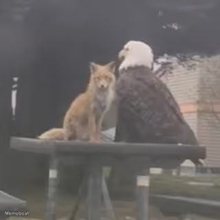 Eagle and Fox Chilling Together in Dutch Harbor