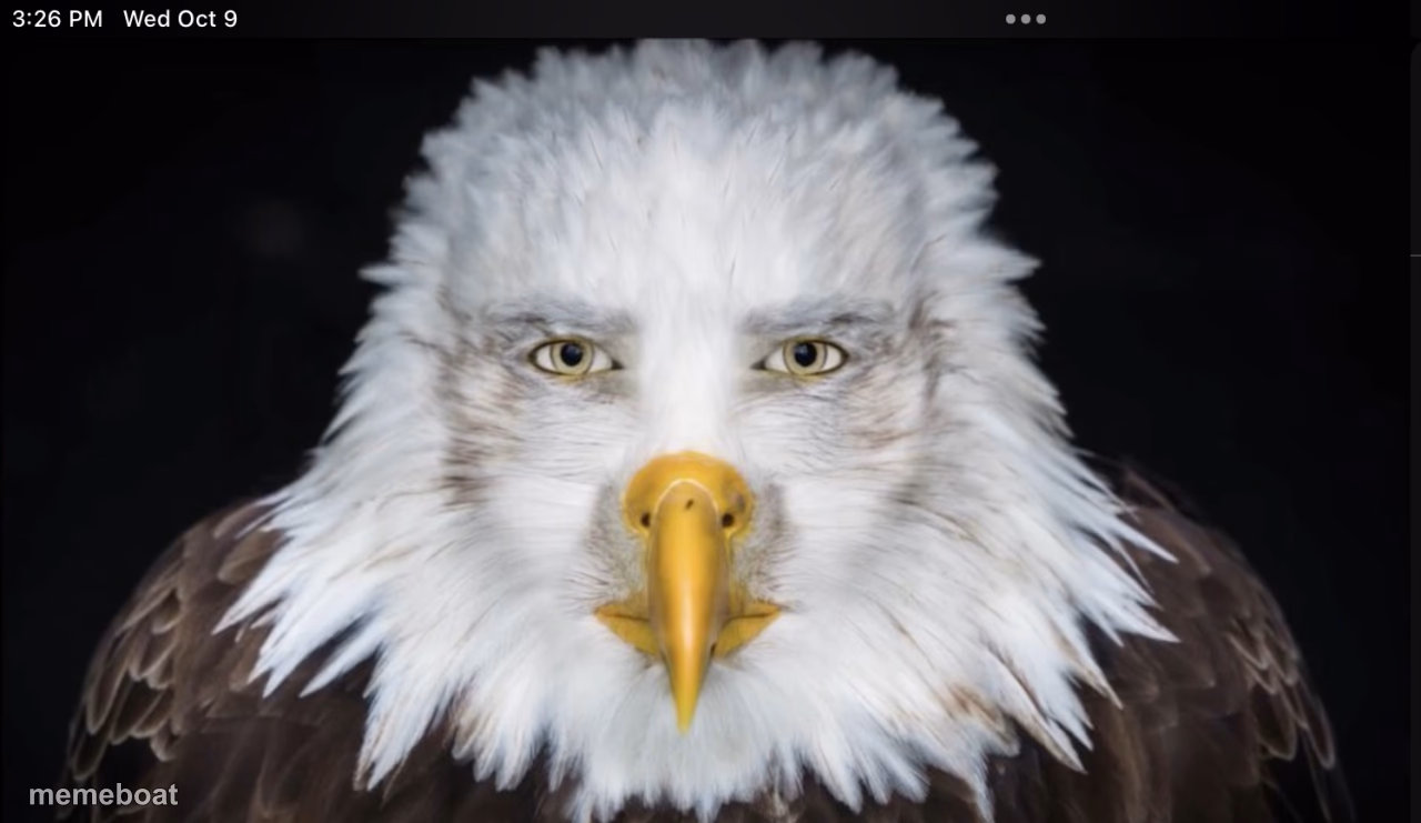 eagle stare - meme generator image preview
