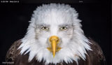 eagle stare