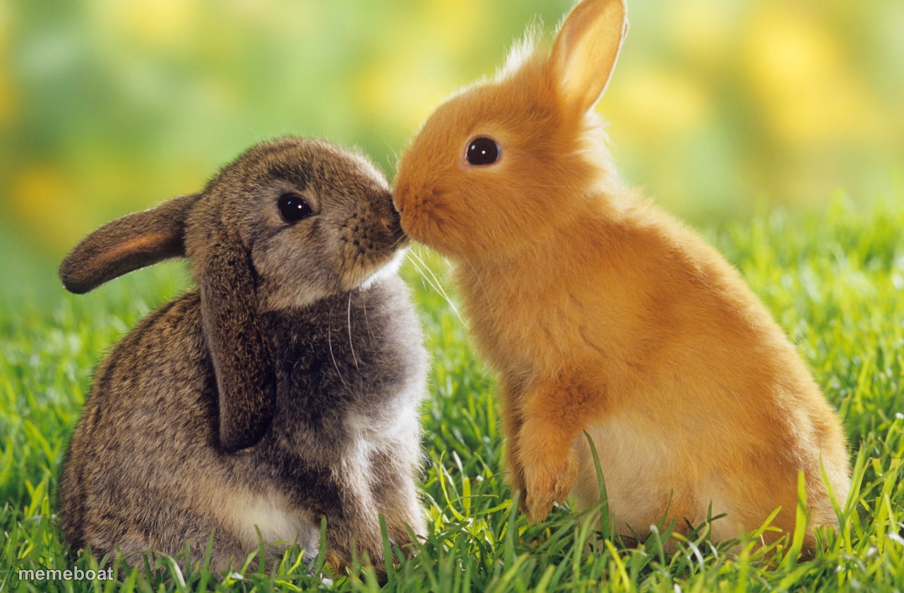 Easter Bunnies - meme generator image preview