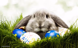 Easter bunny