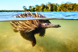 Echidna has a secret