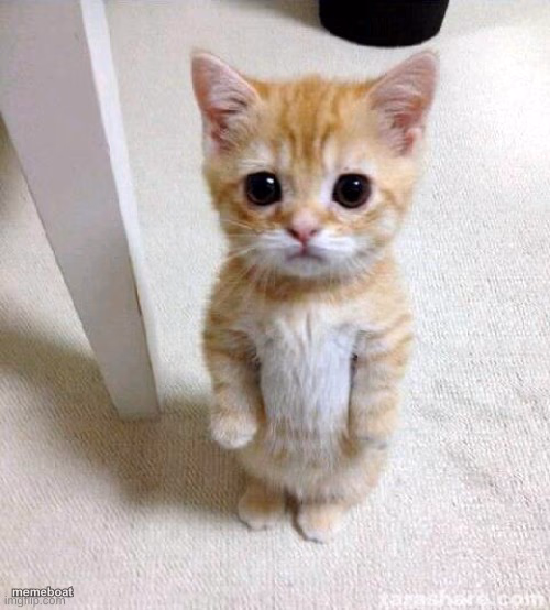 el gato - meme generator image preview
