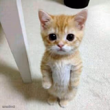 El Gato