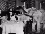 elephant drinking