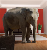 Elephant In The Room