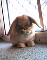 embarrassed bunny