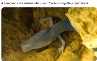 European Cave Salamander 7 Years Motionless
