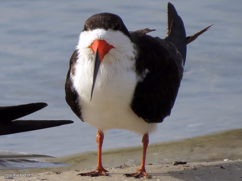 Even Less Popular Opinion Bird - meme generator image preview