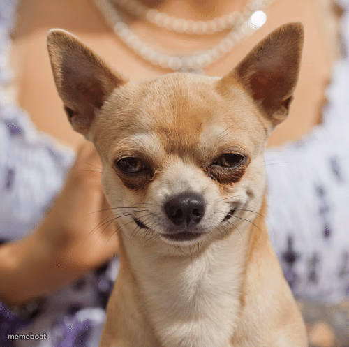 Evil dog smile smirk - meme generator image preview