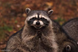 evil genius racoon
