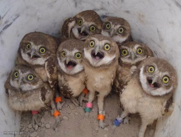 Excited Owls - meme generator image preview