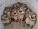 Excited Owls