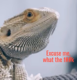 Excuse me, what the f##k