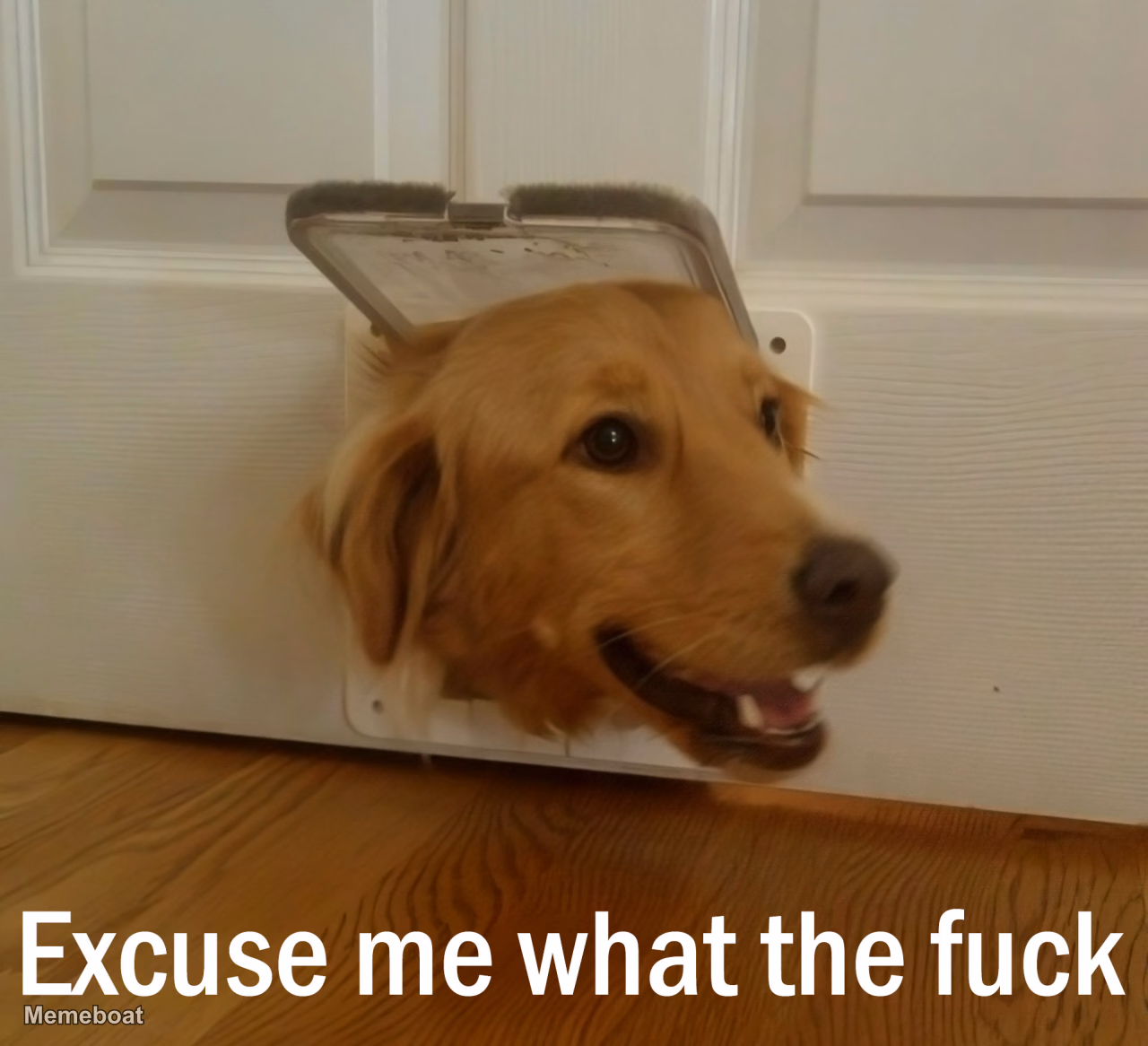 Excuse Me What the Fuck Dog - meme generator image preview