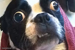 Eyes Wide Open Terrier