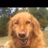 Fake Laugh Dog