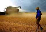 Farmer Watching Combine