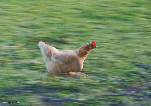 Fast Running Chicken - meme generator image preview