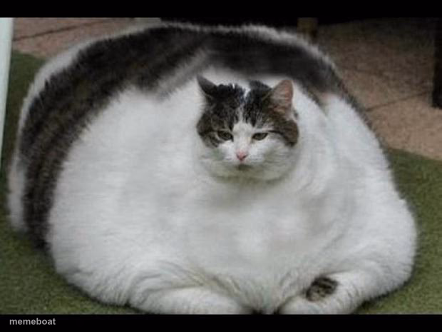fat cat 2 - meme generator image preview